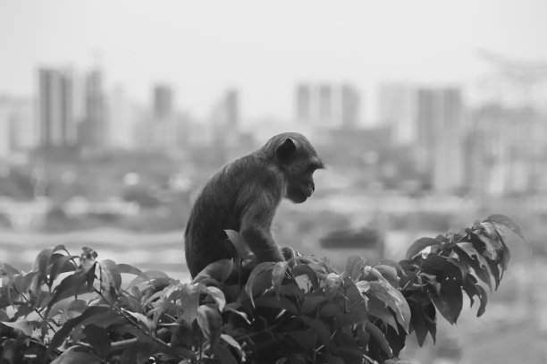孤独的小猴子