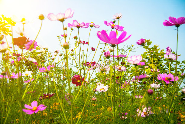 白花波斯菊