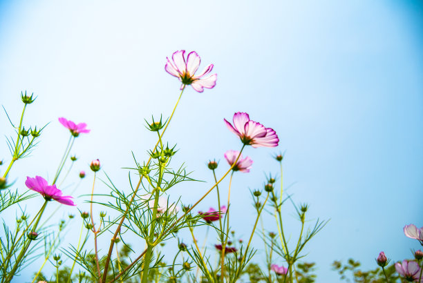 白花波斯菊