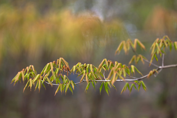 满族