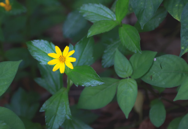 黄底花朵植物叶子