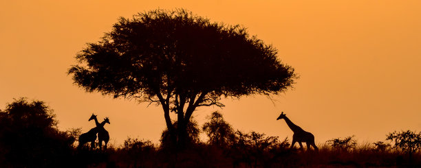 阳光下的长颈鹿