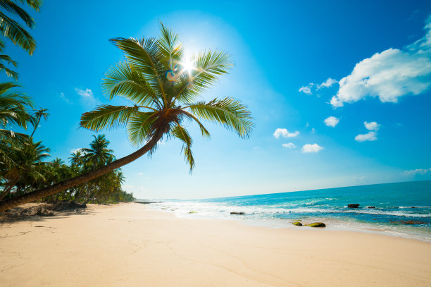 海边椰林椰子树