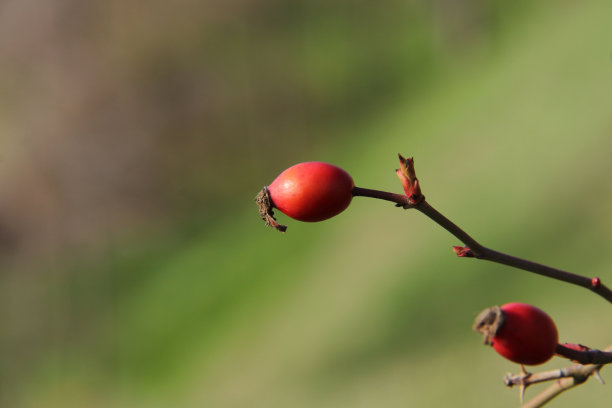 茶油果