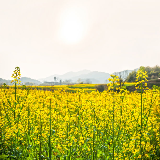 婺源原野油菜花