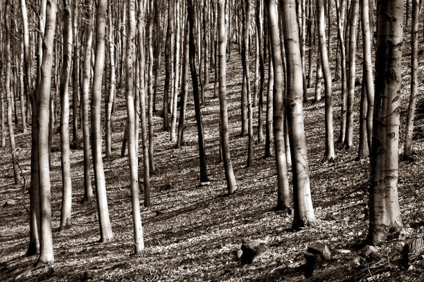 冬天枯树林