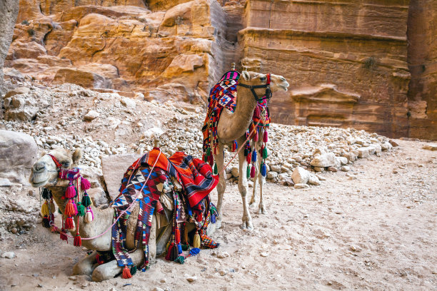 站立和卧着的骆驼
