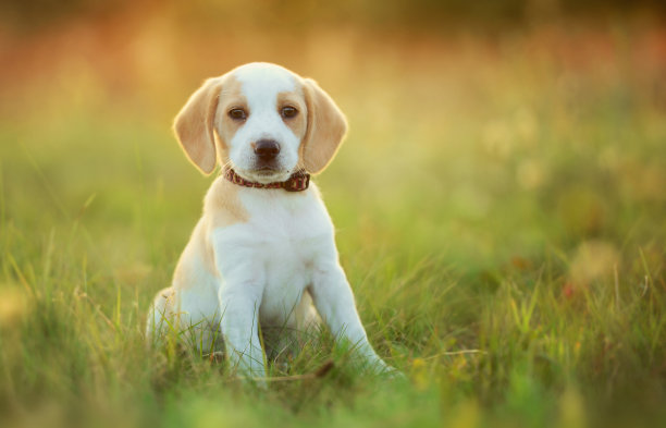 幼犬