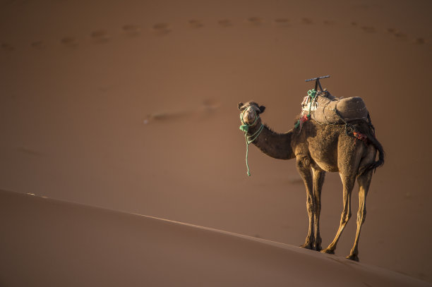 骆驼脚印