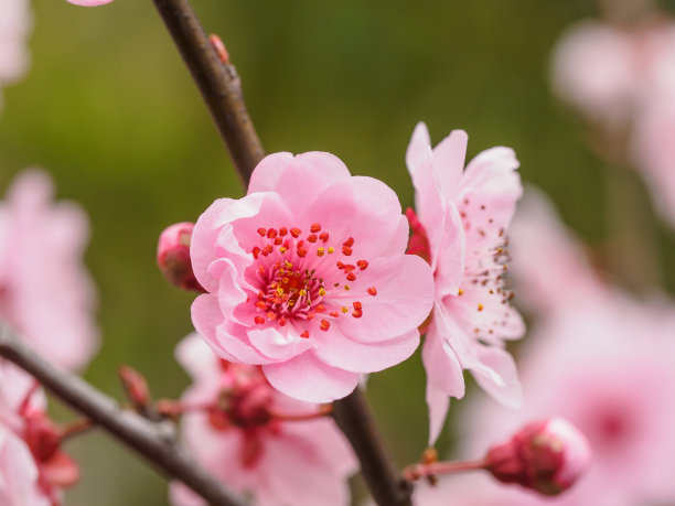 梅枝梅花