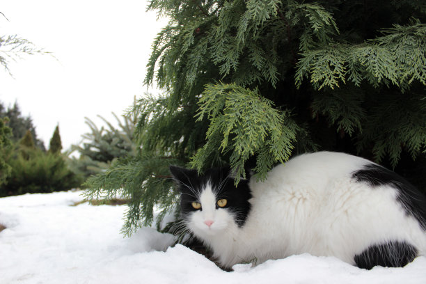 雪中的缅因猫