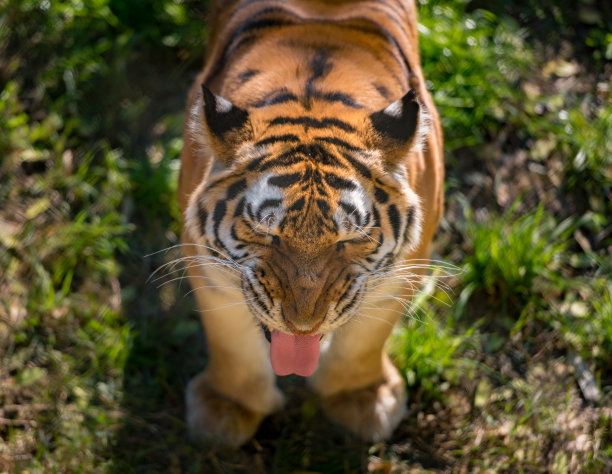 苏门答腊老虎