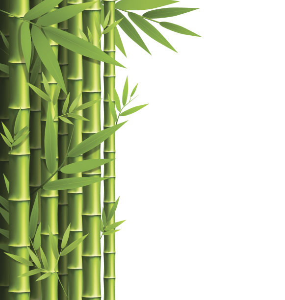 楠竹图片