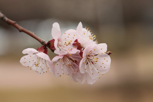 山花杏花