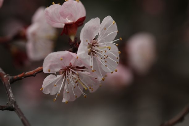 山花杏花