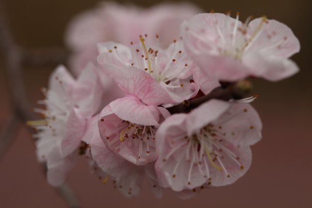 野花杏花