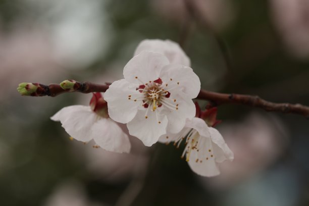 杏花山花