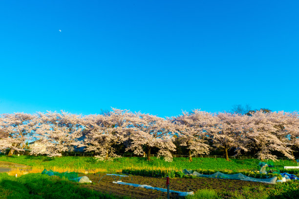 大阪樱花