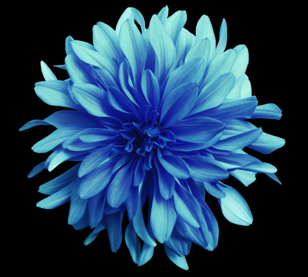 淡蓝色花卉
