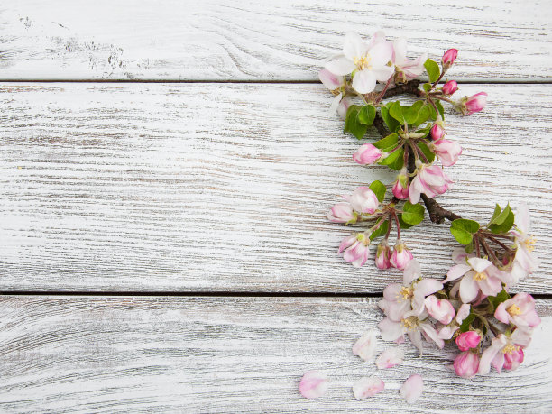 苹果花贴图