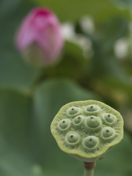 莲蓬,荷花