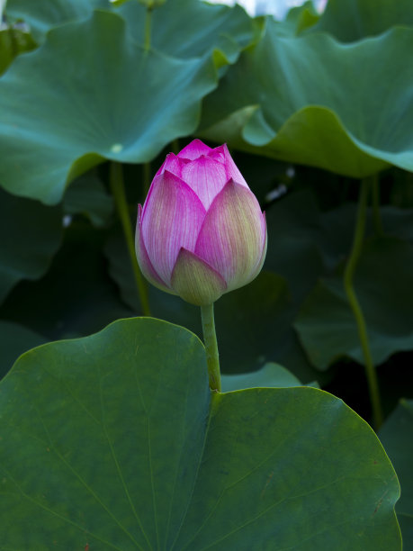 荷花莲子