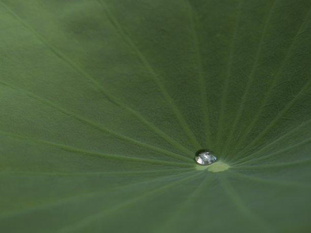 荷花种子