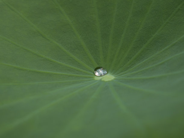 禅意莲蓬