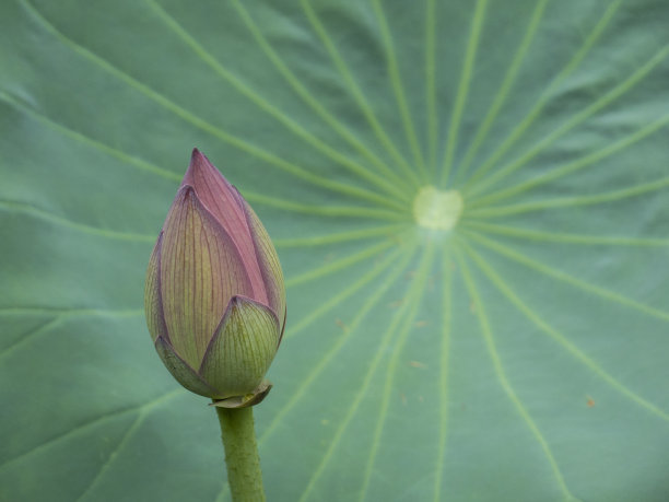 莲蓬,荷花