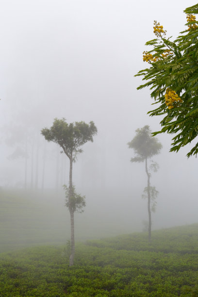 蓝天白云茶园景