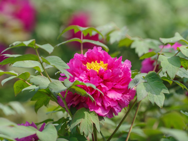 芍药属