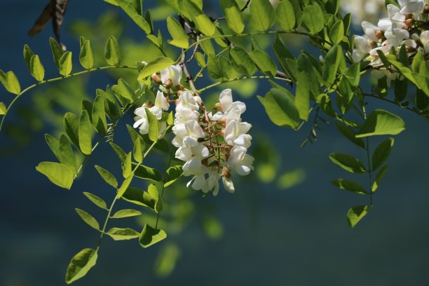 高清槐树花