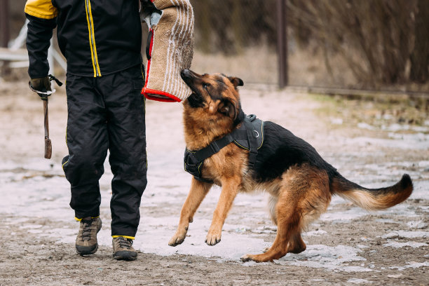 警犬训练