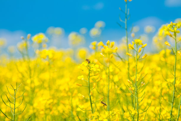 小蜜蜂,油菜花