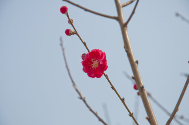 花瓣标志桃花标志