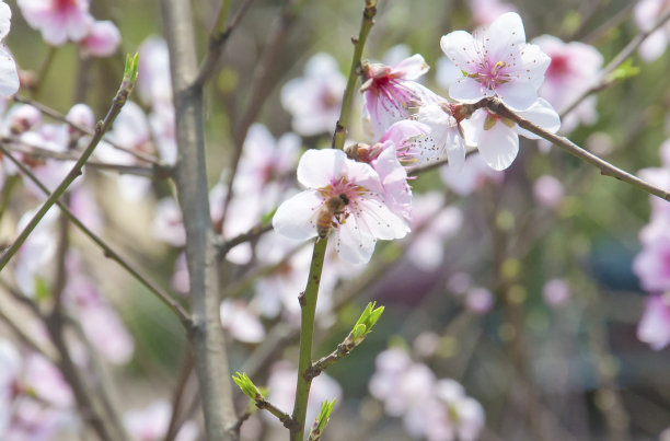 花瓣标志桃花标志