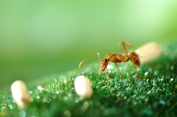 蚂蚁创意摄影