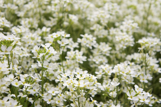 白色瓜叶菊鲜花摄影
