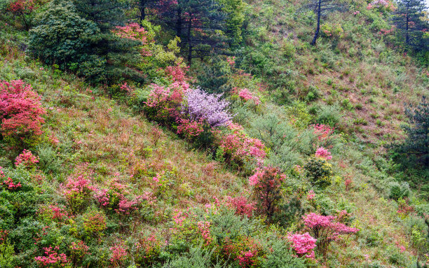 满山杜鹃花