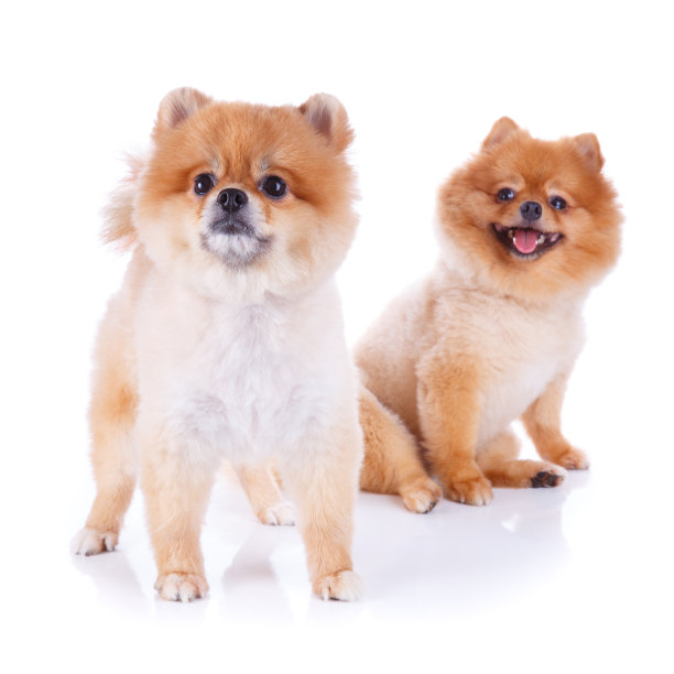 博美犬,短发,褐色,动物舌头,可爱的,背景分离,动物耳朵,动物腿,狗