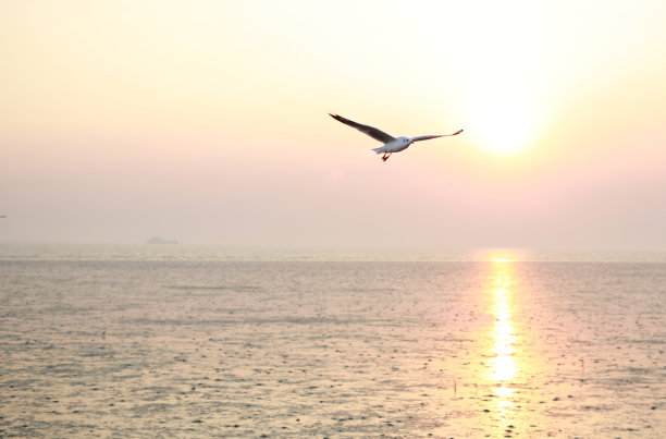 海鸟与日出