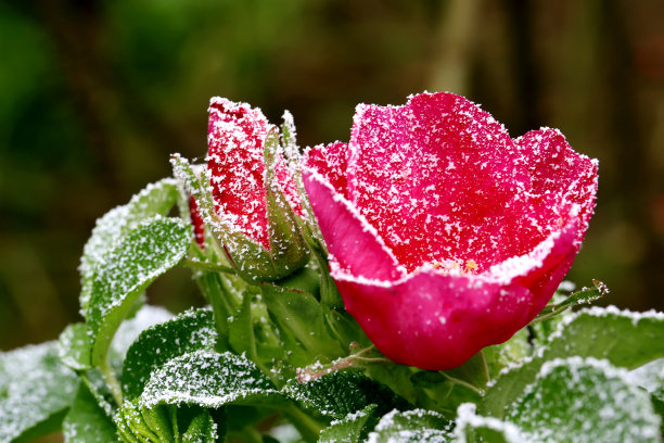 山茶花之小雪