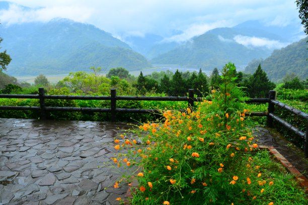 高山雪菊