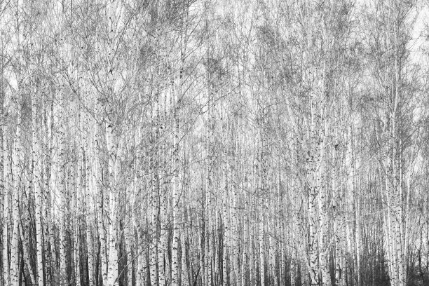 白桦森林树木