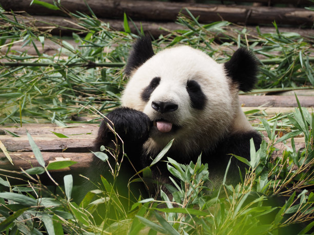 大熊猫,援救,水平画幅