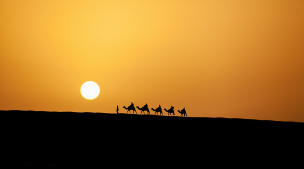 骆驼赛跑