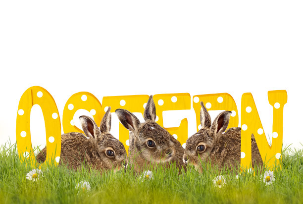 草地上的三只小兔子