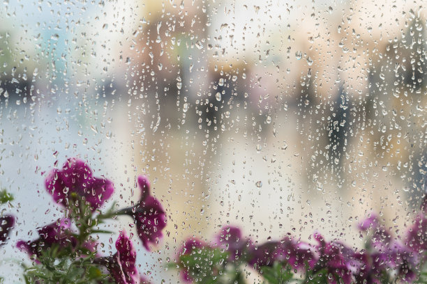 雨后的花