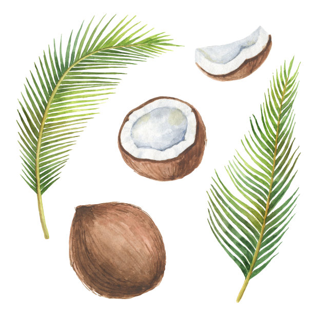 热带椰子