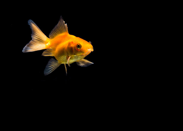 水中的金鱼